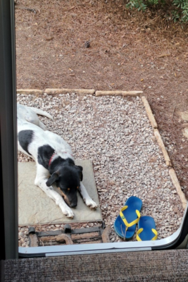 Hund Chicco vor dem Wohnmobil, macht ein Nickerchen