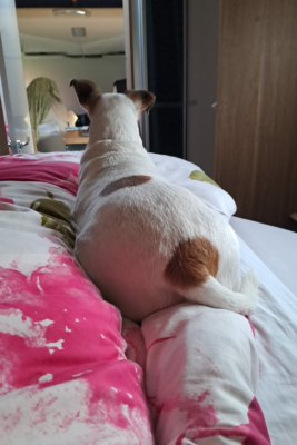 Zero findet seinen Platz in meinem Bett